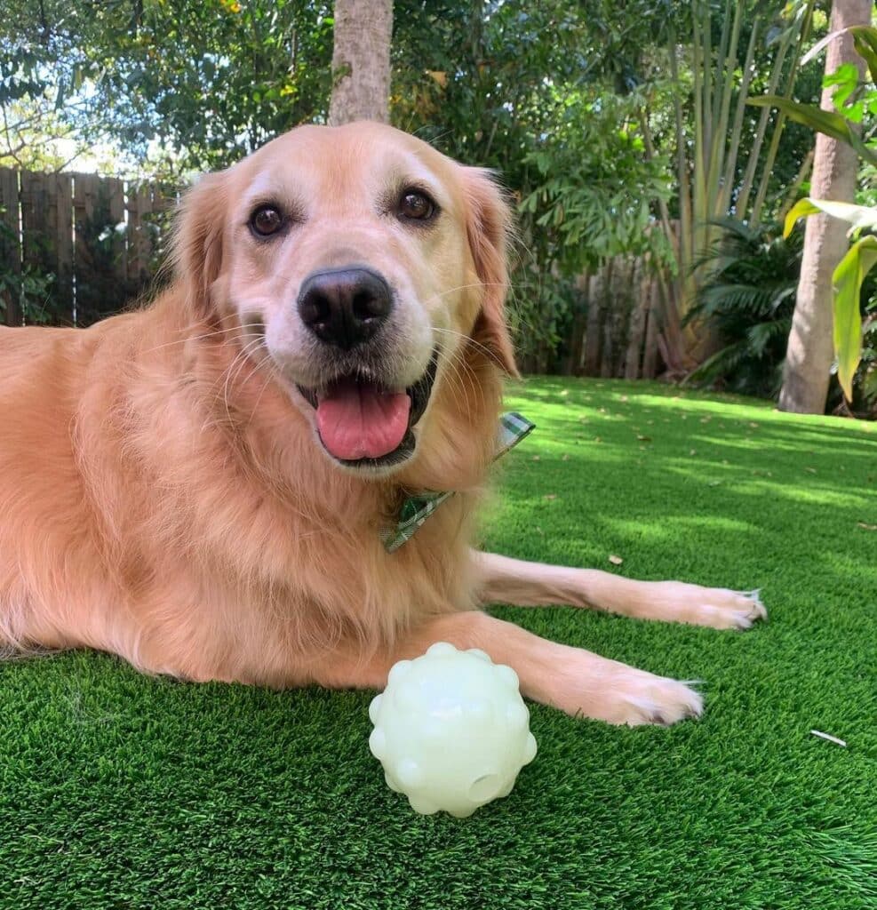 Miami Artificial Pet Turf experts near me