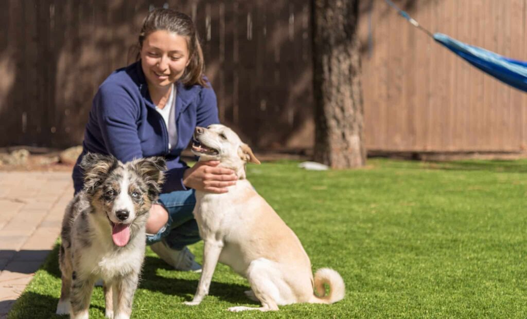 Female with two dogs focus on the happy Australian Shepherd puppy. copy space to the right of the image.