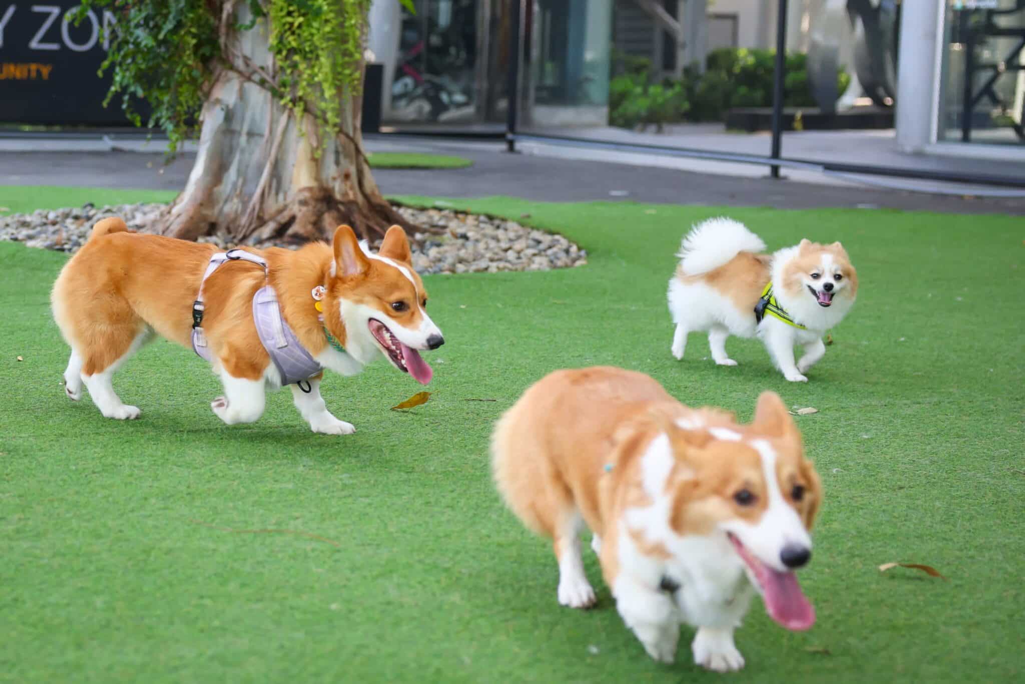 best artificial grass for dogs Miami Beach FL