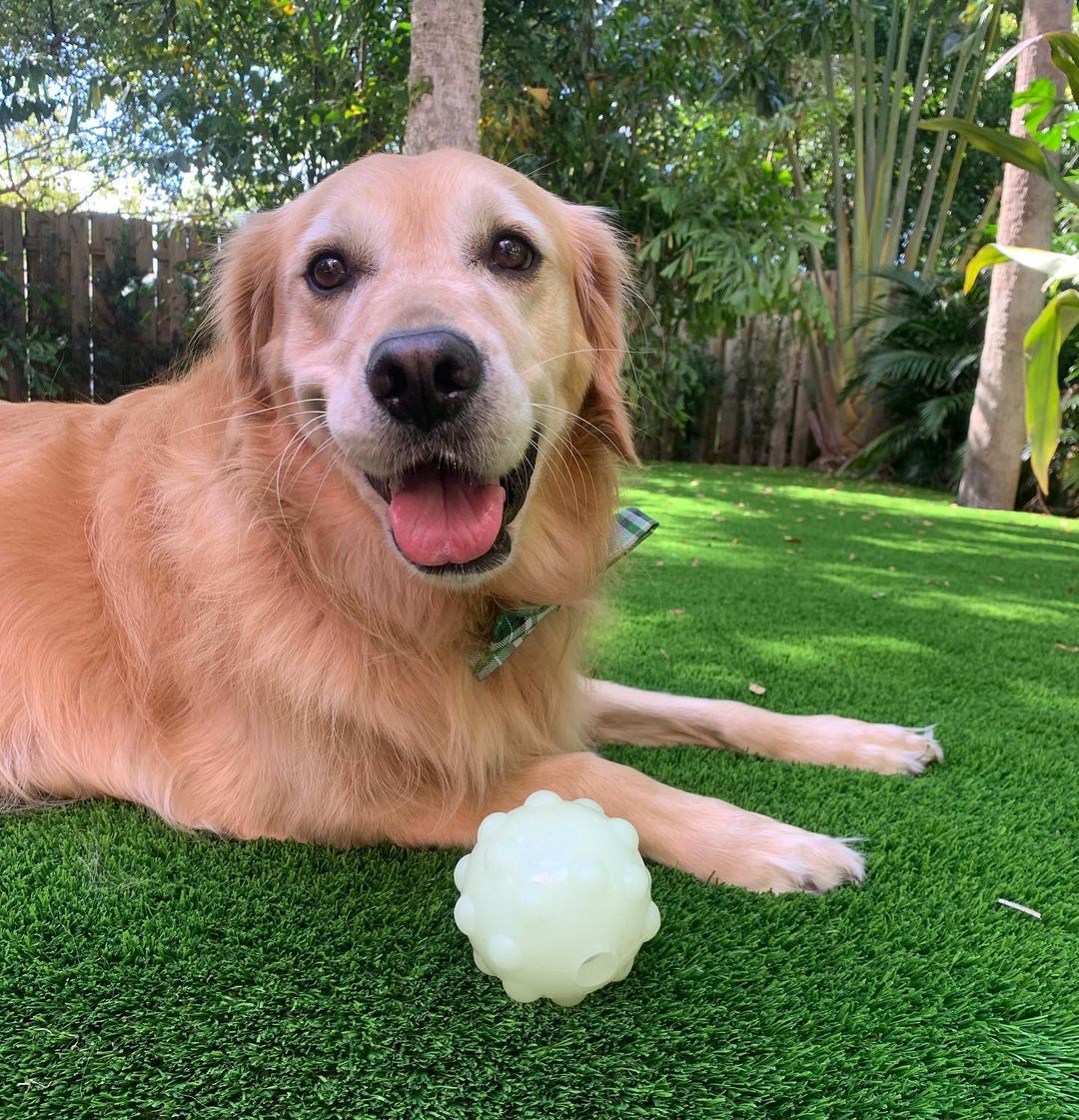 artificial pet turf in miami shores fl