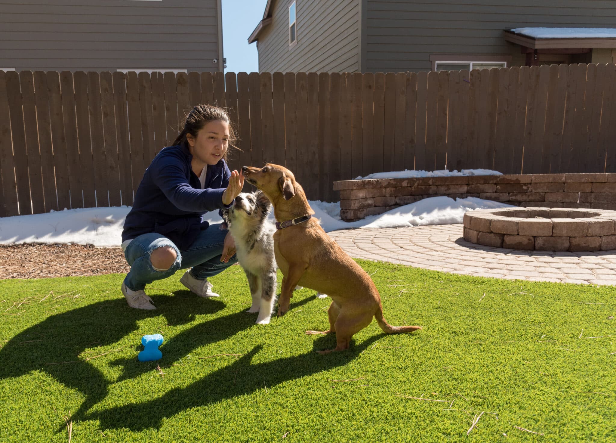 Woman feeding a chiweenie a treat